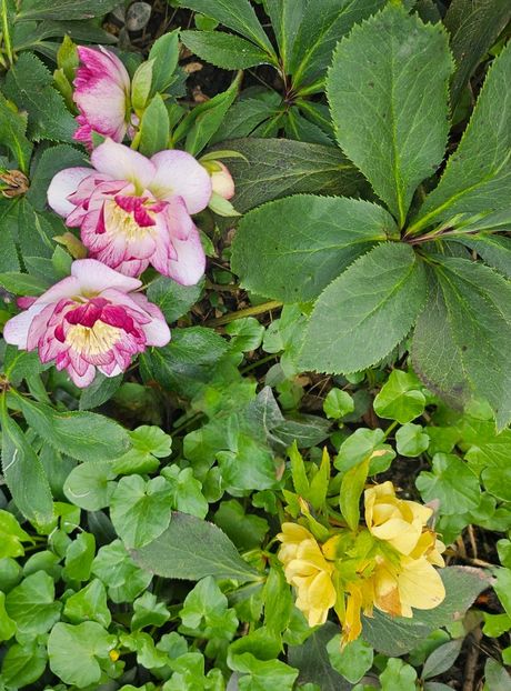  - Helleborus 2025
