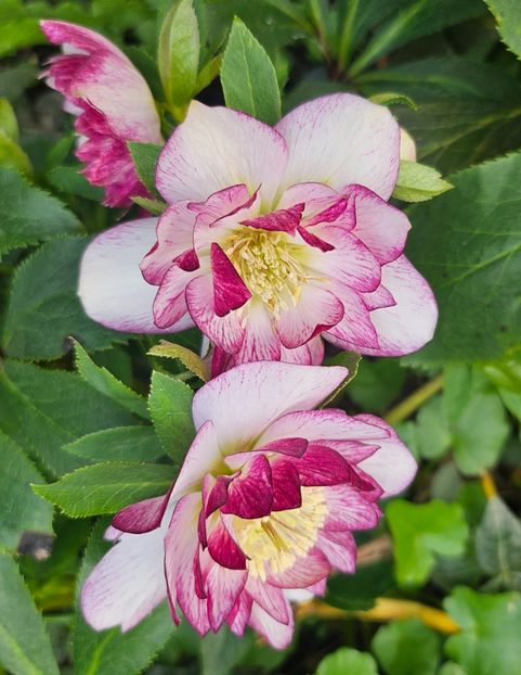  - Helleborus 2025