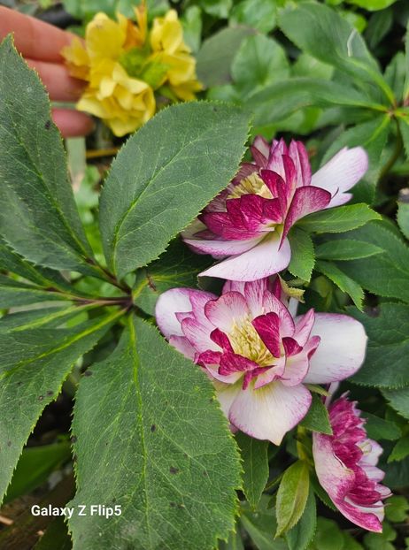  - Helleborus 2025