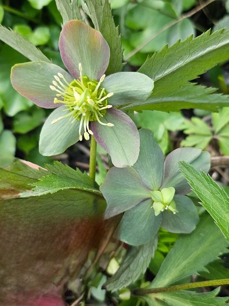  - Helleborus 2025