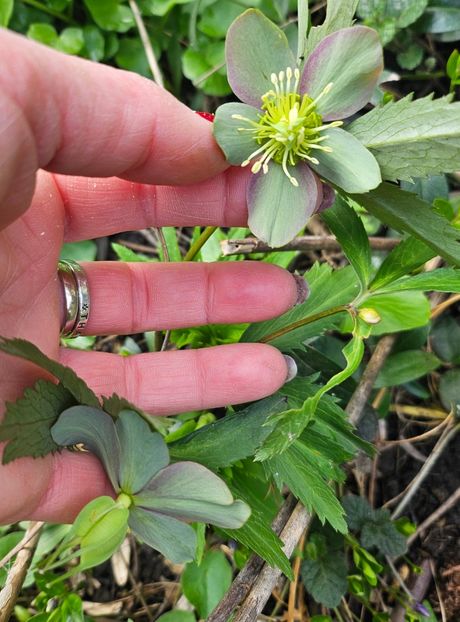  - Helleborus 2025