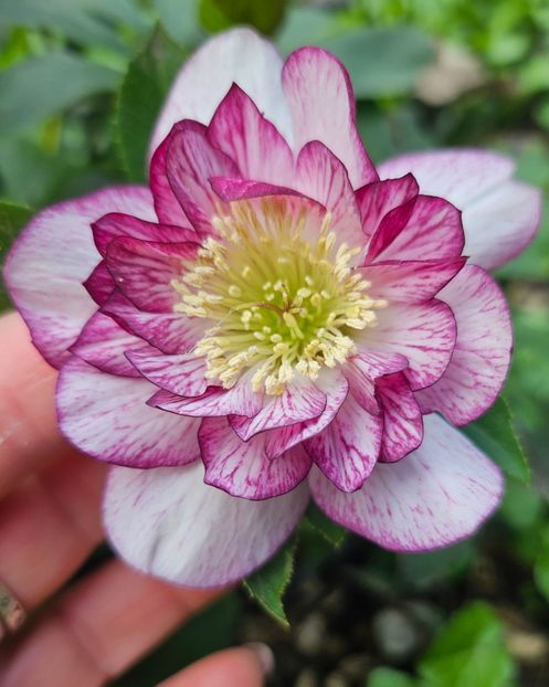  - Helleborus 2025