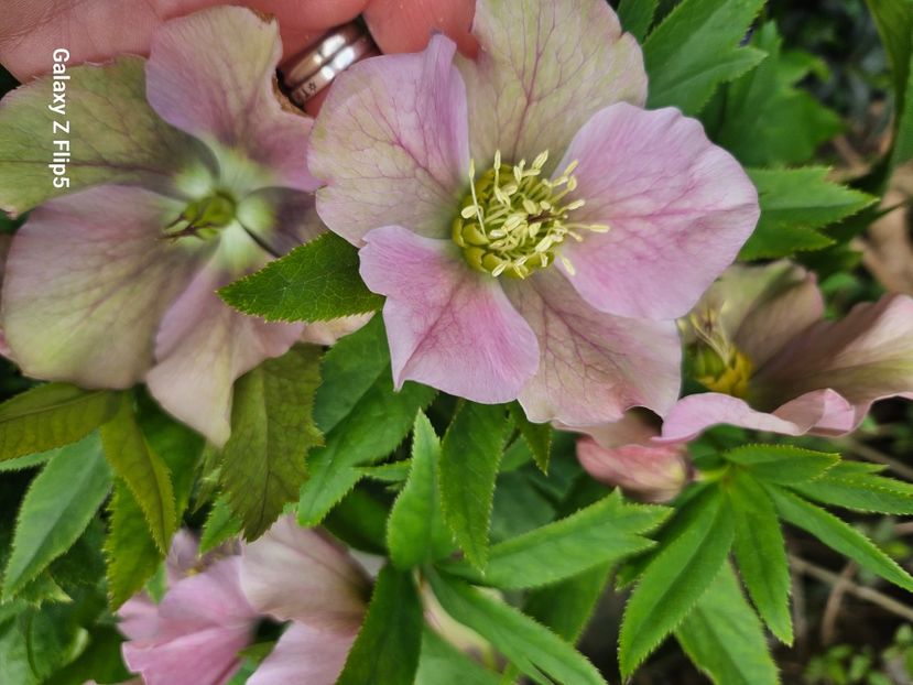  - Helleborus 2025