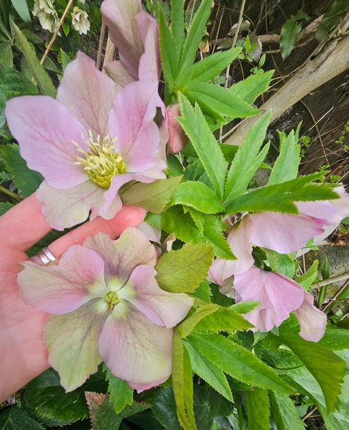  - Helleborus 2025