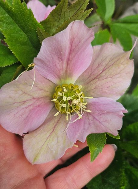  - Helleborus 2025