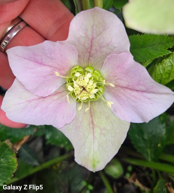  - Helleborus 2025