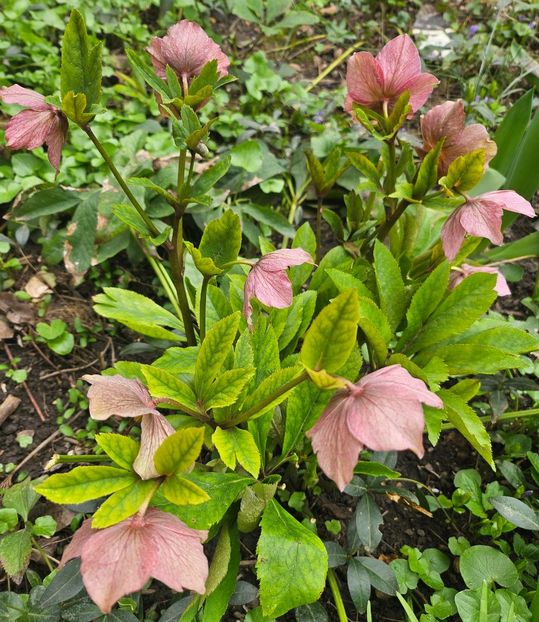  - Helleborus 2025