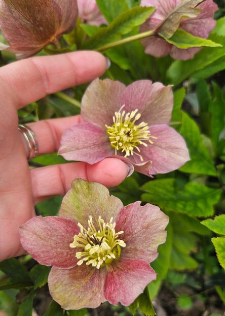  - Helleborus 2025