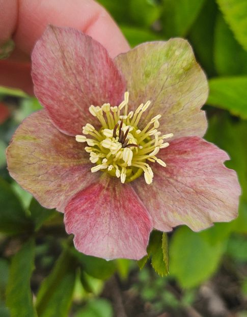  - Helleborus 2025
