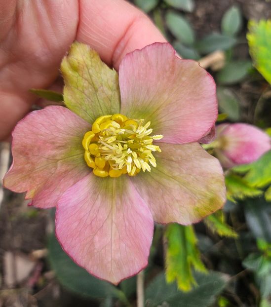  - Helleborus 2025