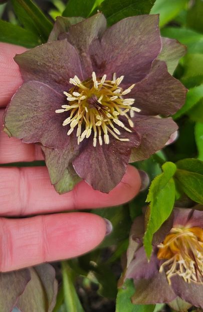  - Helleborus 2025