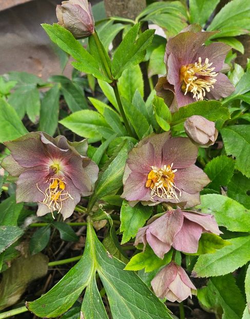  - Helleborus 2025