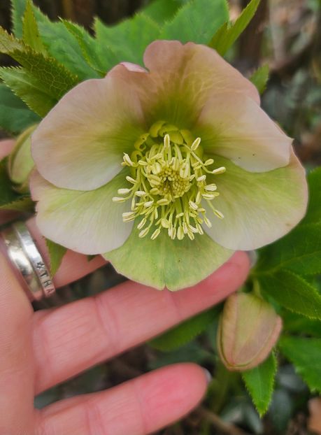  - Helleborus 2025