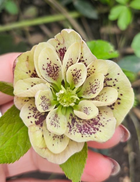  - Helleborus 2025