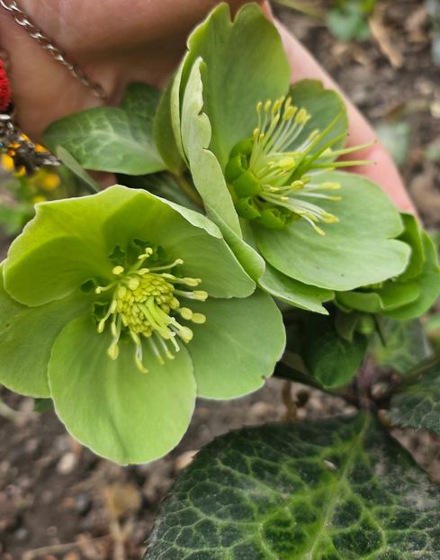  - Helleborus 2025