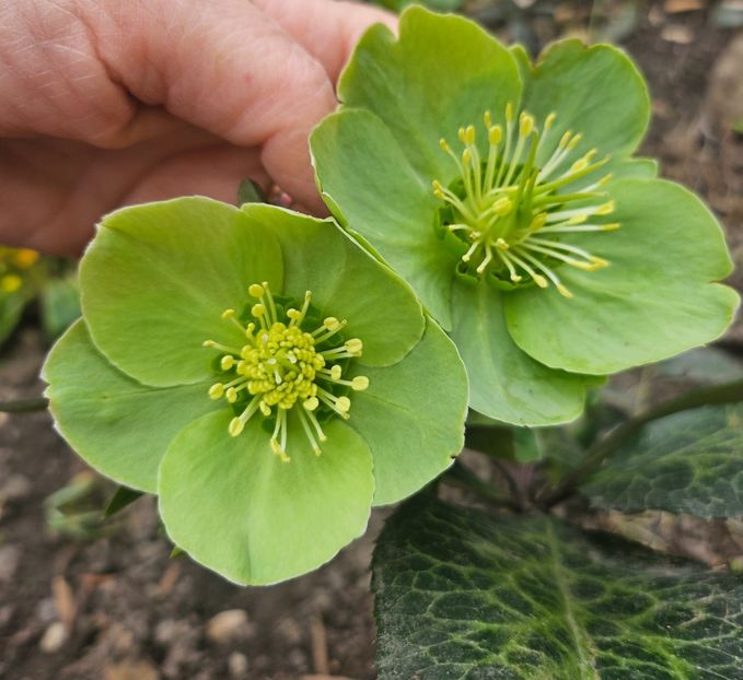  - Helleborus 2025