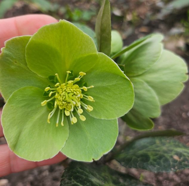  - Helleborus 2025