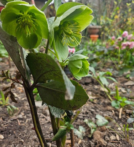  - Helleborus 2025