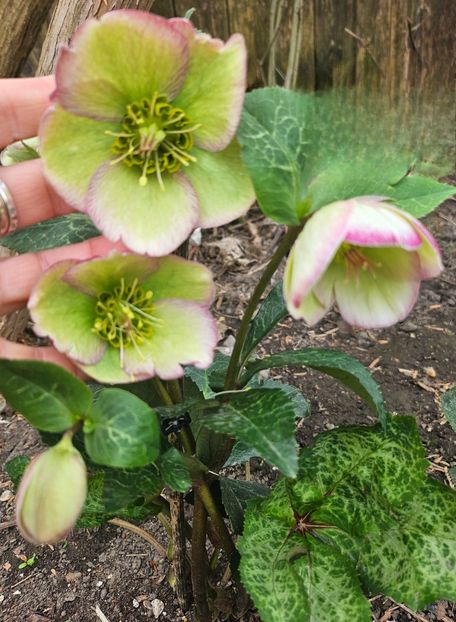  - Helleborus 2025