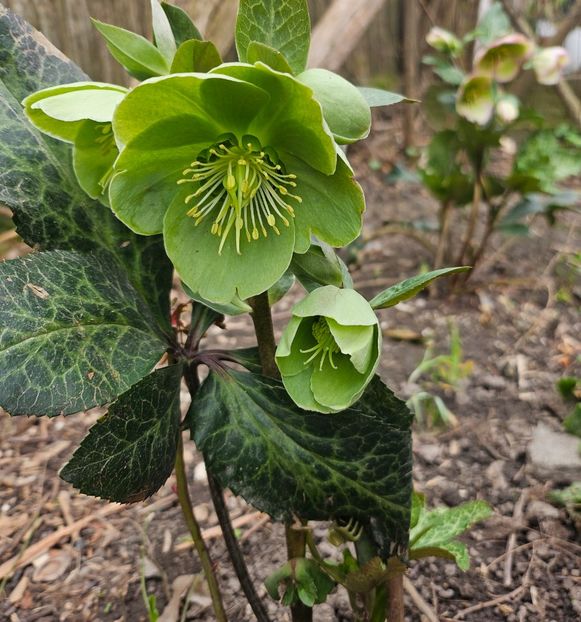  - Helleborus 2025