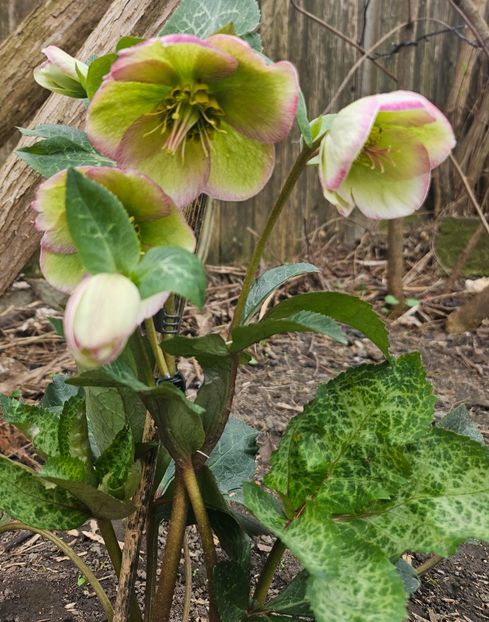 - Helleborus 2025