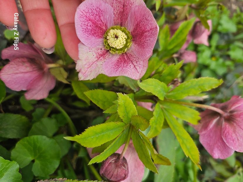  - Helleborus 2025