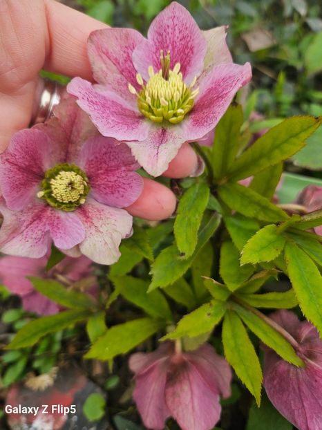  - Helleborus 2025
