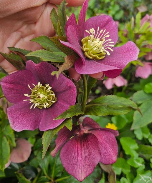  - Helleborus 2025