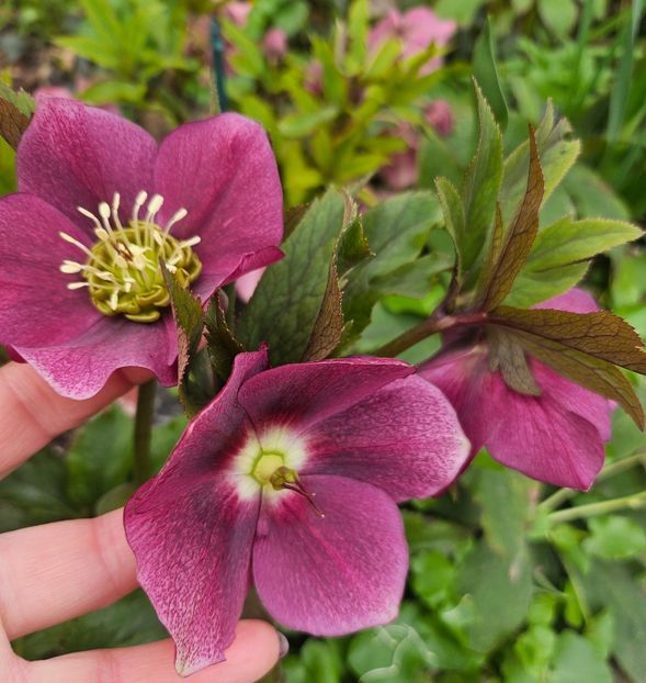  - Helleborus 2025