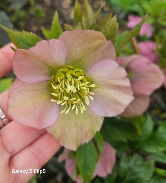 - Helleborus 2025