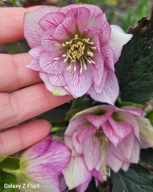  - Helleborus 2025