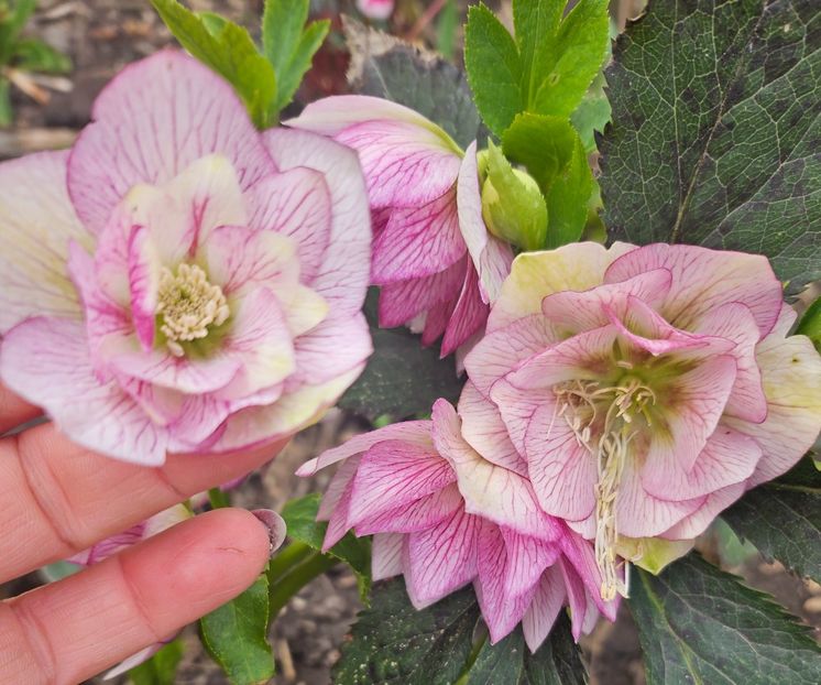 - Helleborus 2025