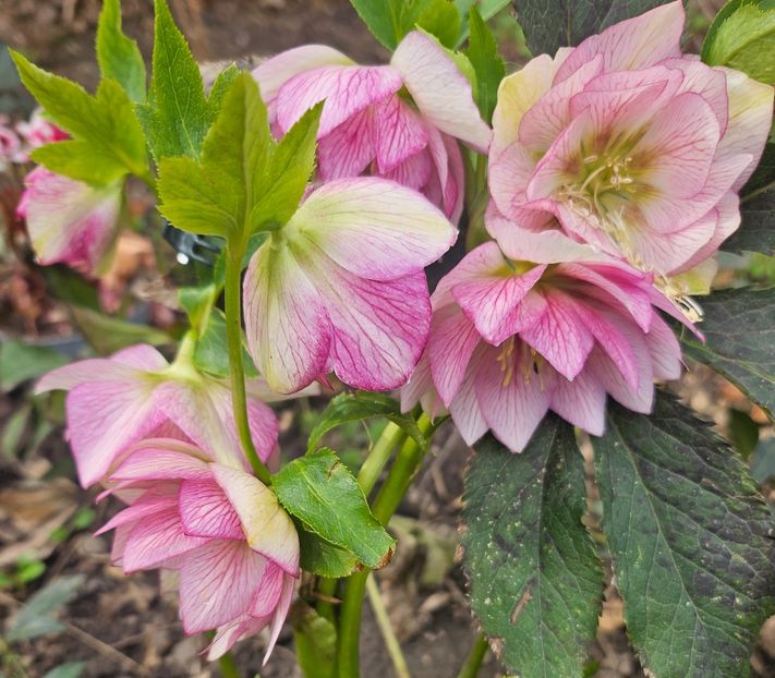  - Helleborus 2025