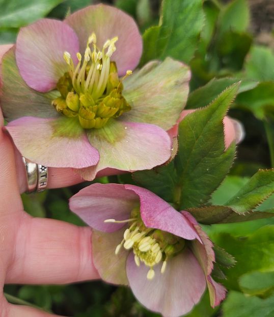  - Helleborus 2025