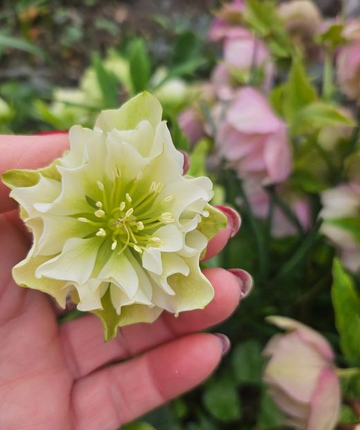  - Helleborus 2025