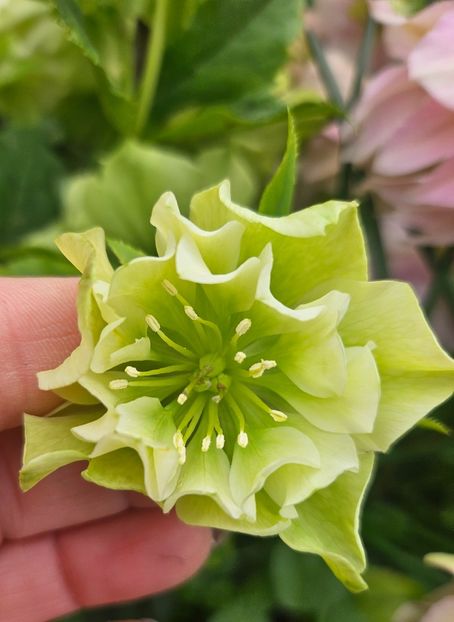  - Helleborus 2025