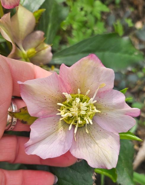  - Helleborus 2025