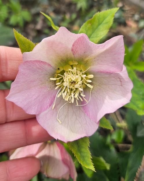  - Helleborus 2025