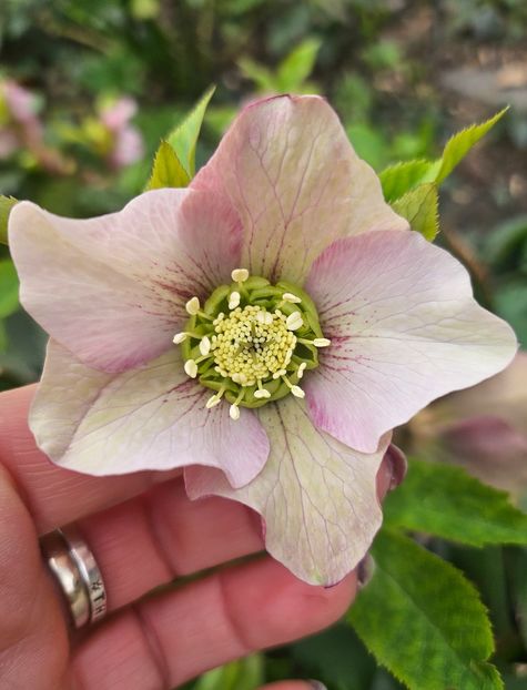  - Helleborus 2025