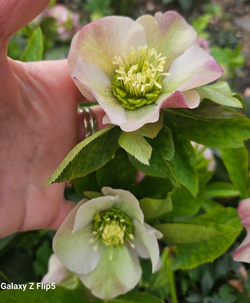  - Helleborus 2025