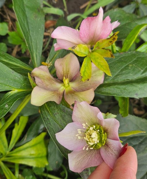  - Helleborus 2025