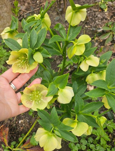  - Helleborus 2025