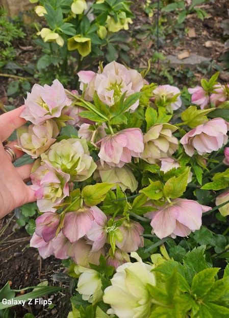  - Helleborus 2025