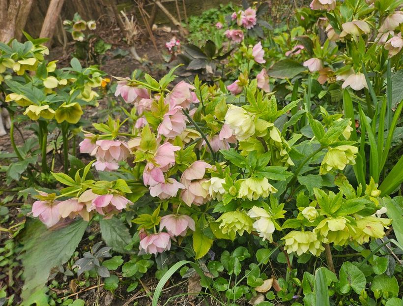  - Helleborus 2025