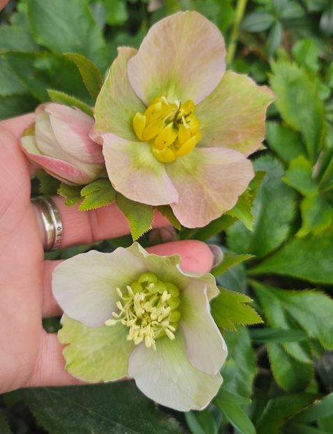  - Helleborus 2025