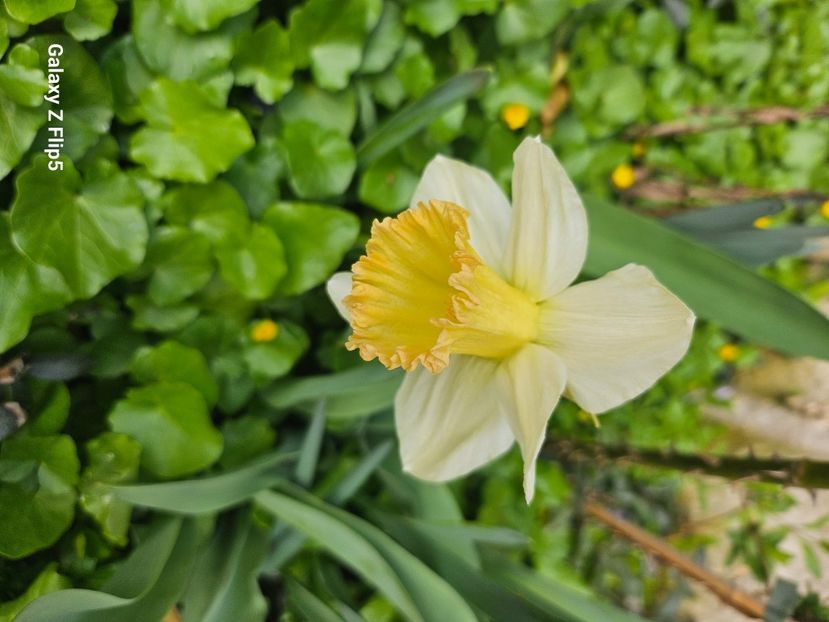  - Narcise 2018 24 25