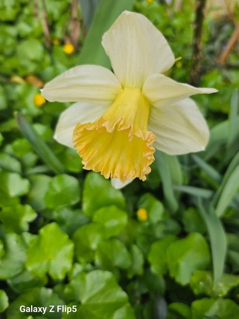  - Narcise 2018 24 25