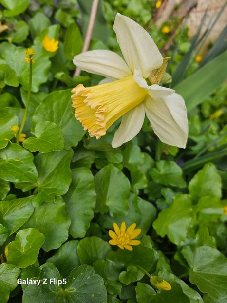  - Narcise 2018 24 25