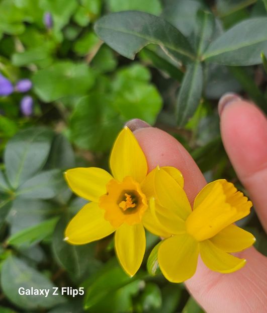  - Narcise 2018 24 25