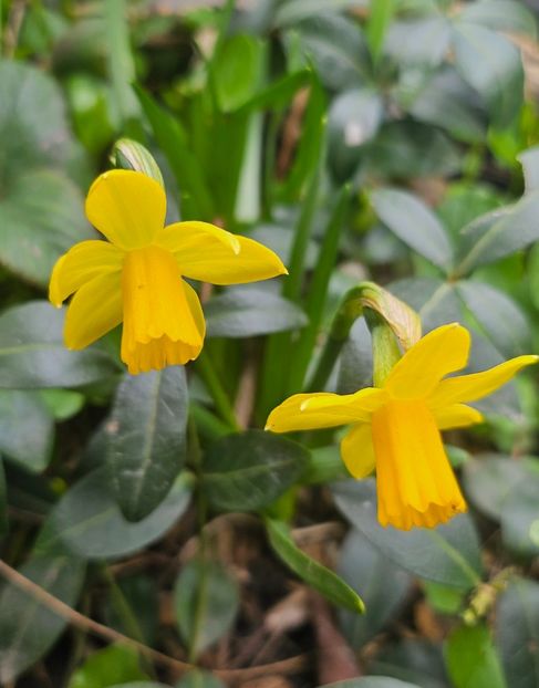  - Narcise 2018 24 25